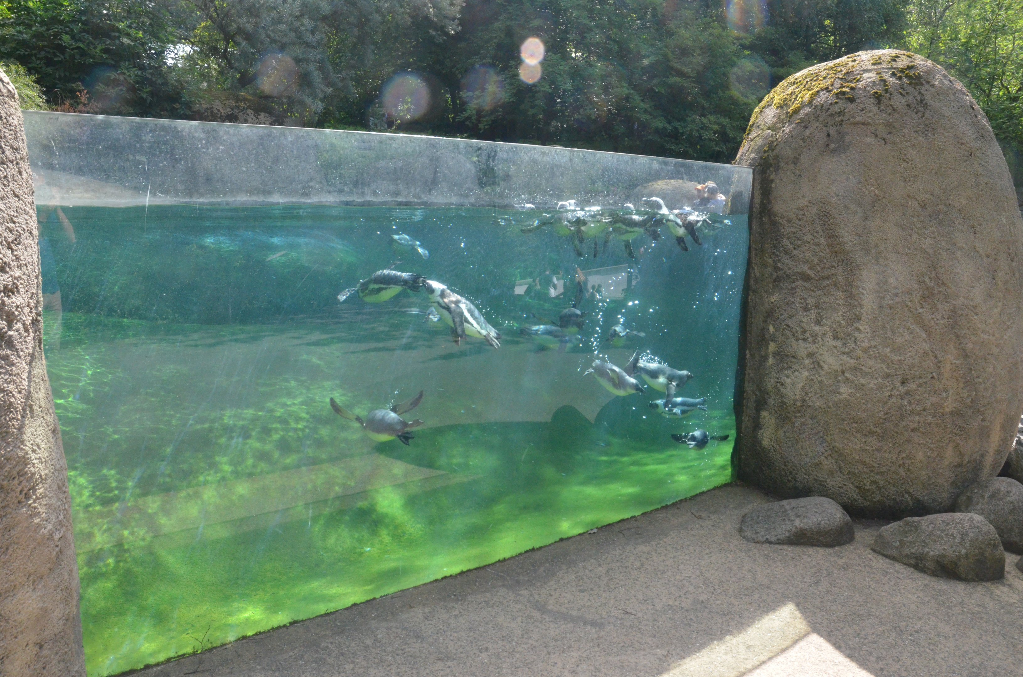 Black-footed Penguin Enclosure at Wuppertal, 16/06/19