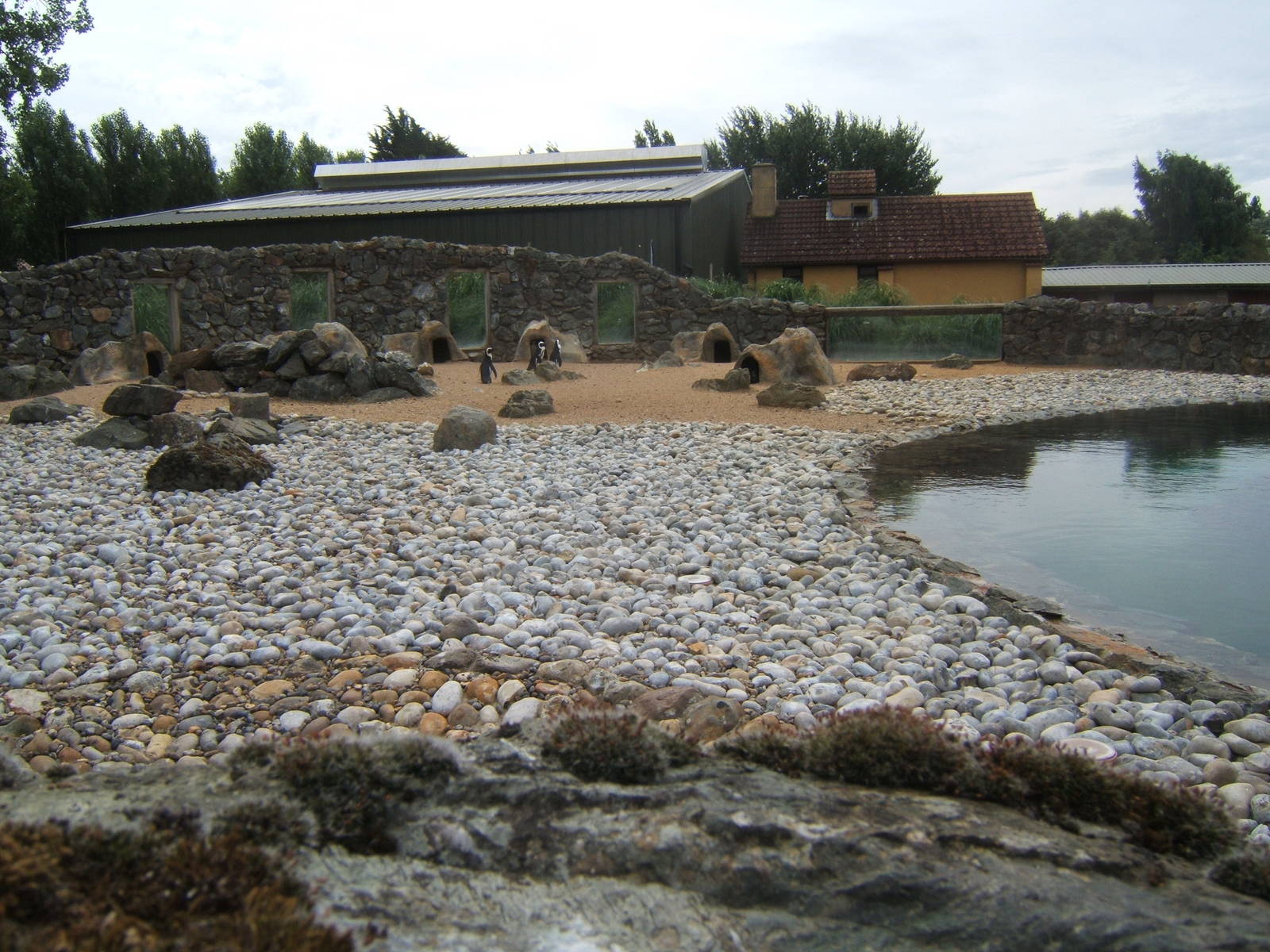Black-footed Penguin enclosure