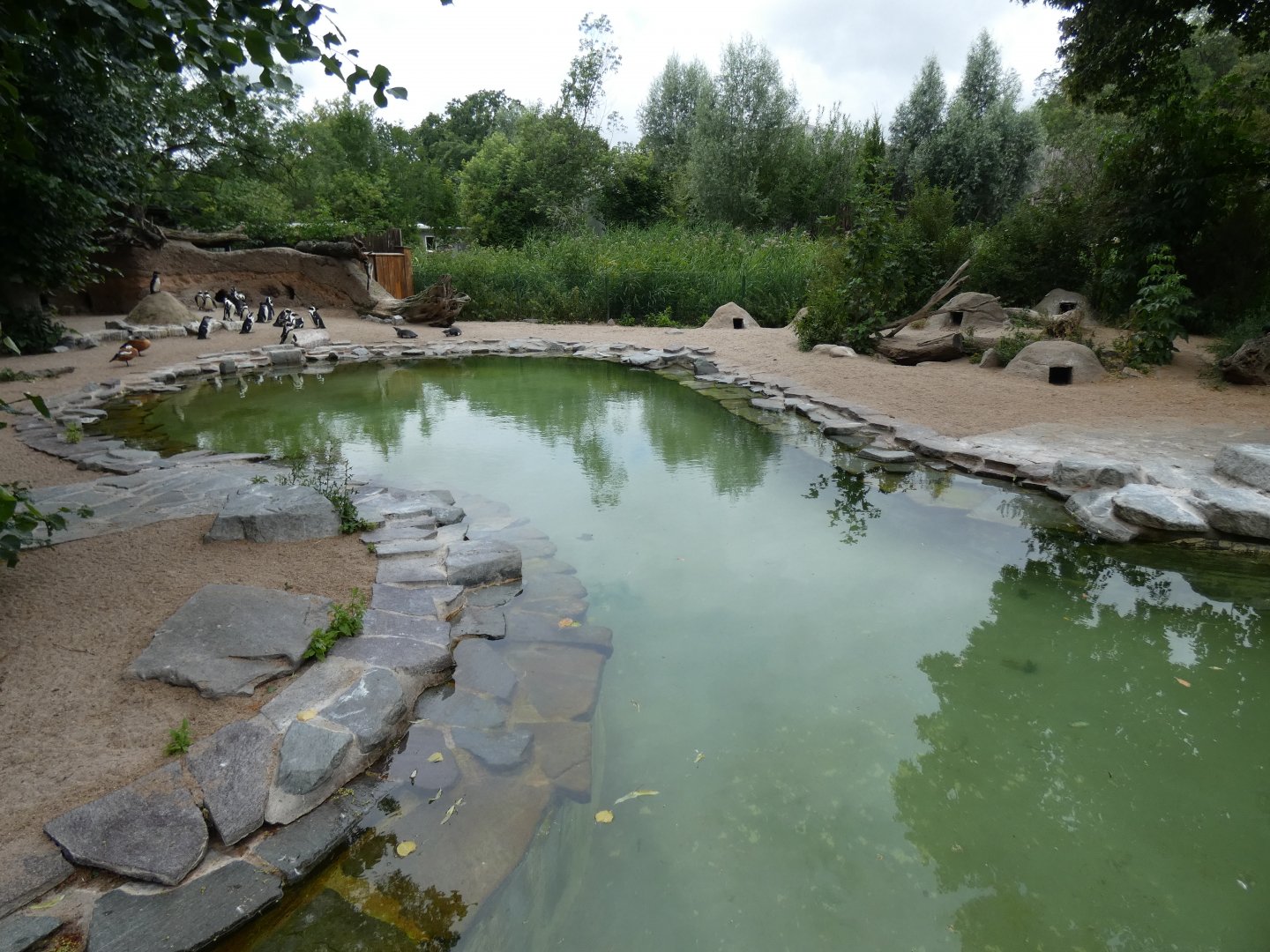 Black-footed Penguin enclosure