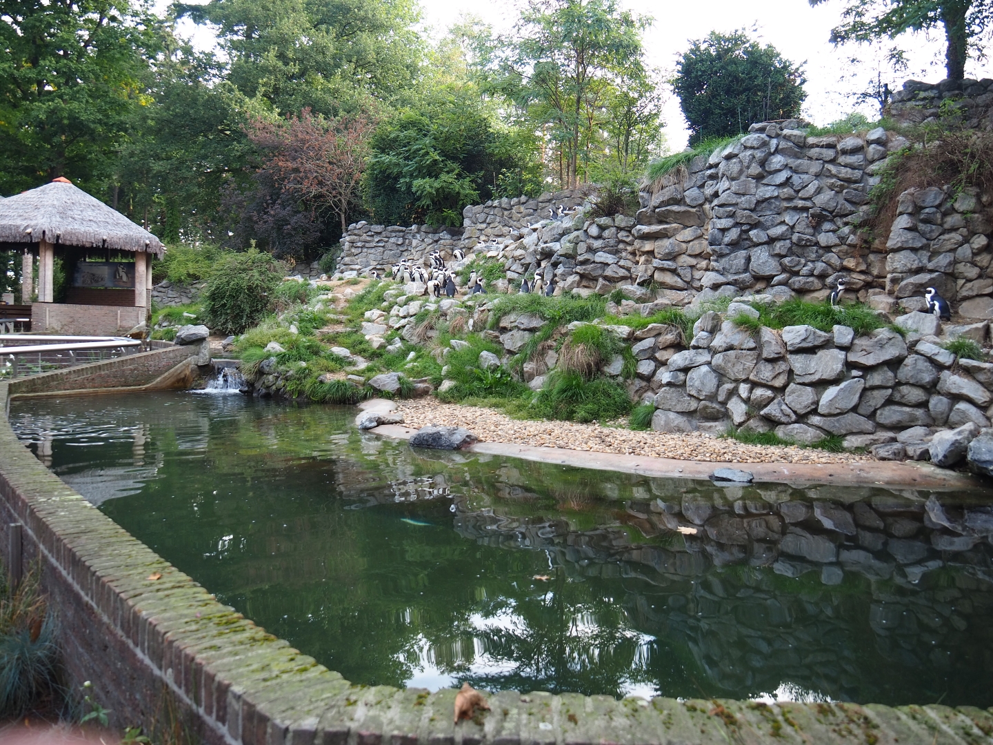 Black-footed penguin exhibit (Sep 16th, 2018)