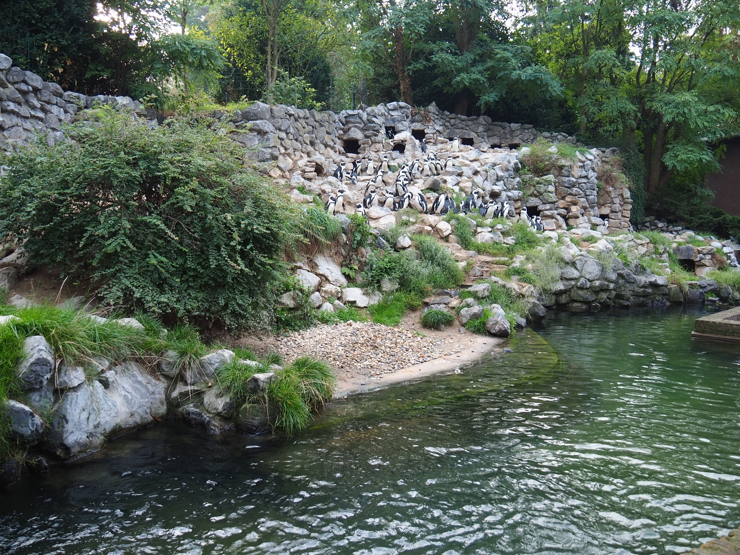 Black-footed penguin exhibit (Sep 16th, 2018)