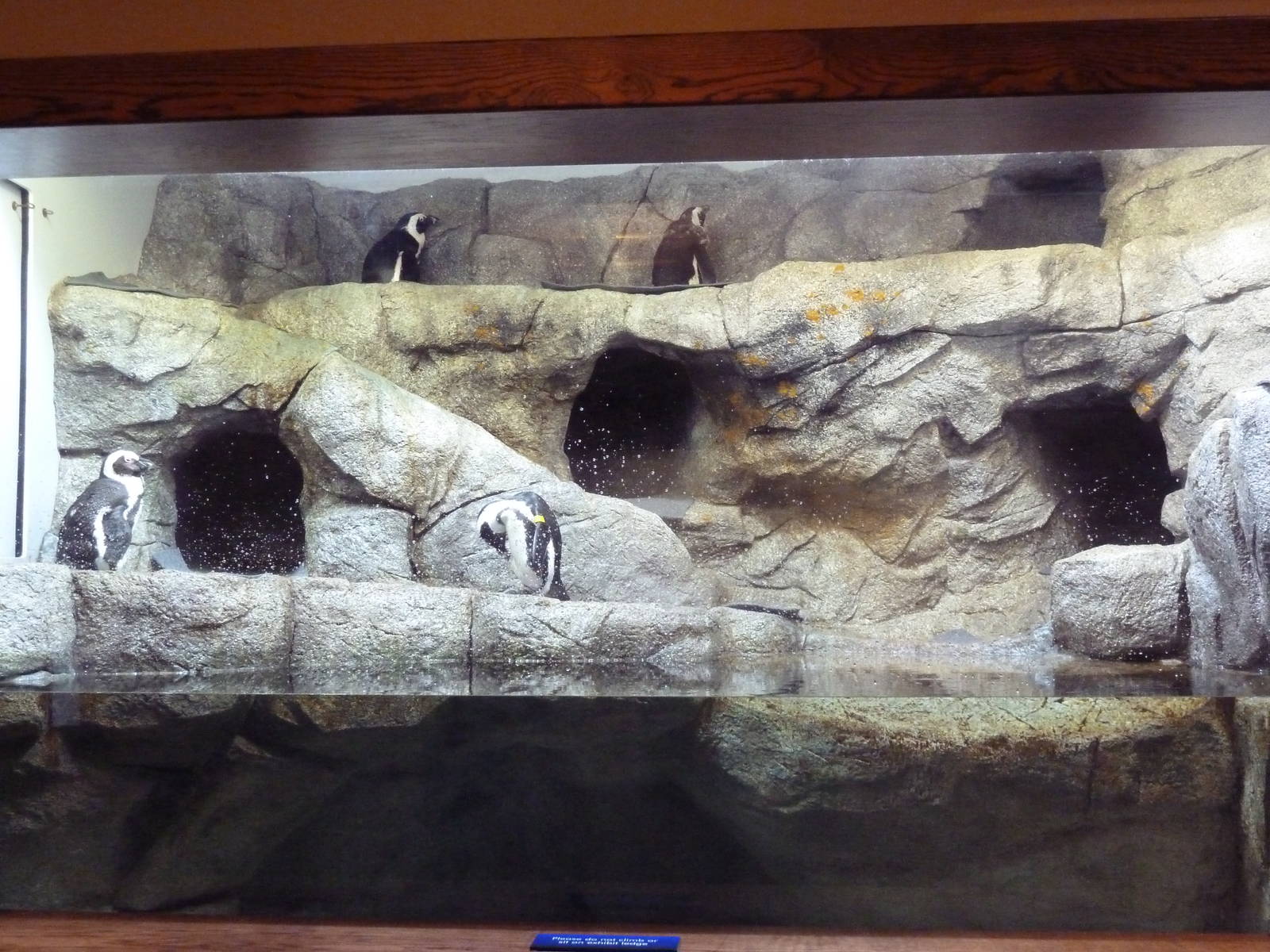 Black-Footed Penguin Exhibit (Temporary Summer Rental)