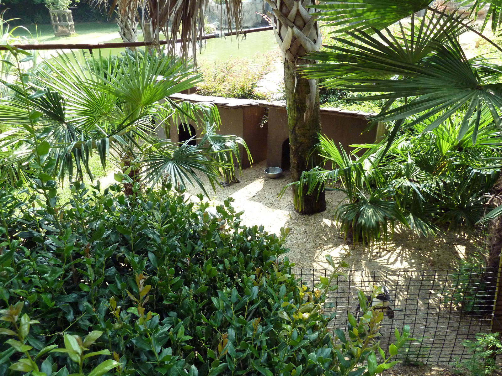 Black-Footed Penguin Exhibit