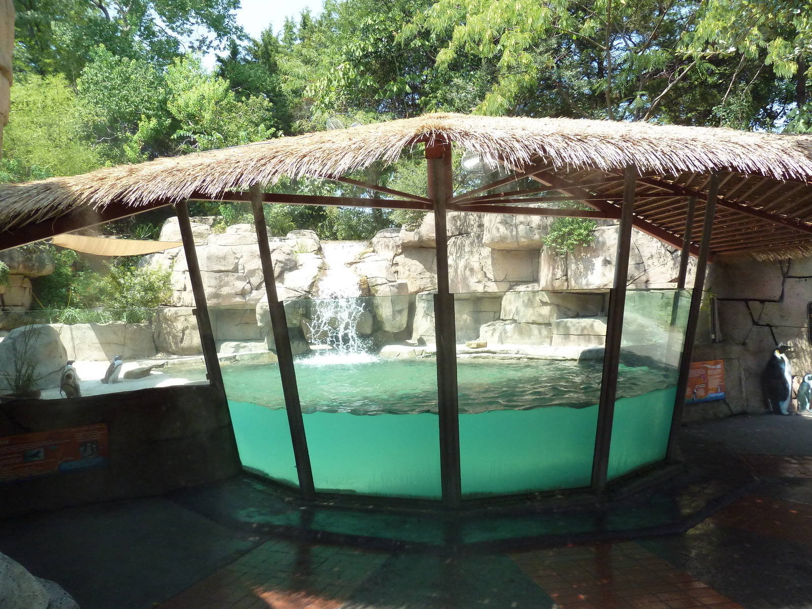 Black-Footed Penguin Exhibit