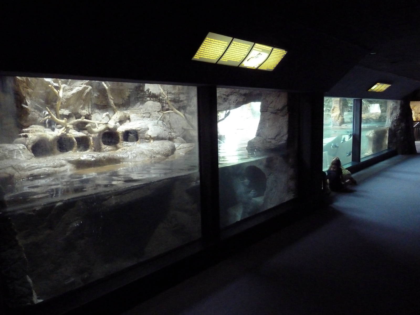 Black-Footed Penguin Exhibit