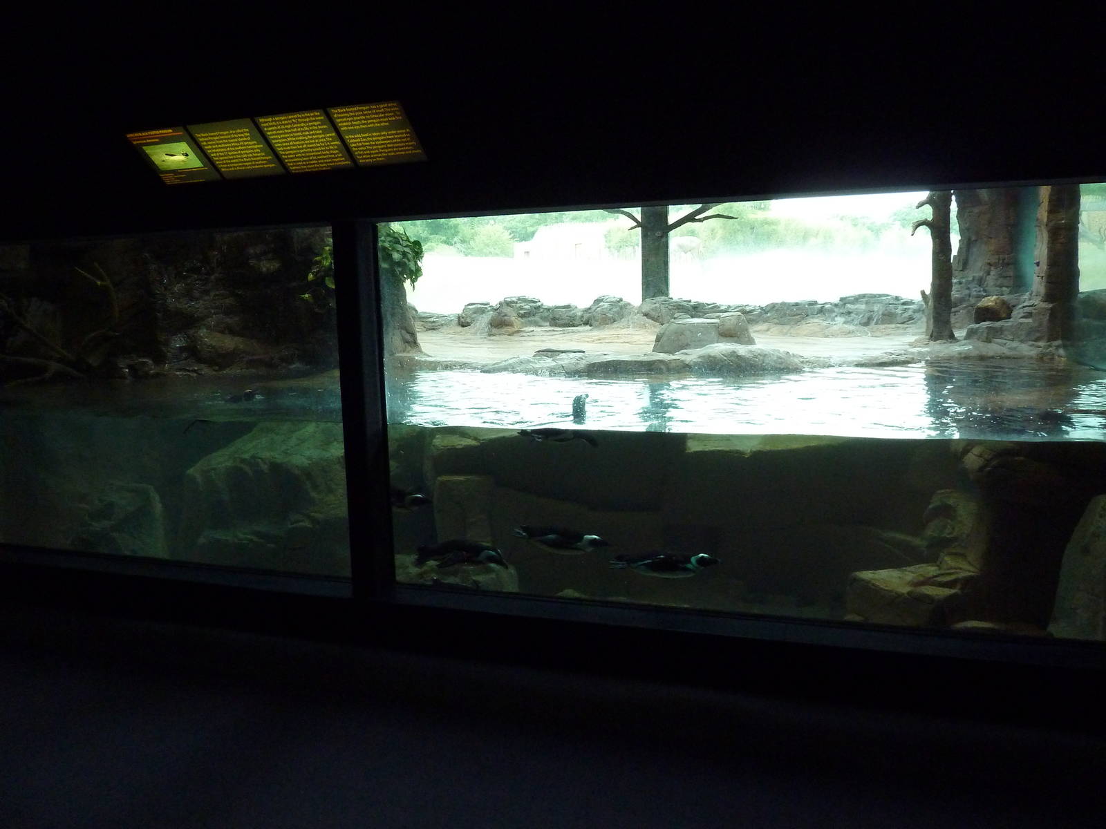 Black-Footed Penguin Exhibit