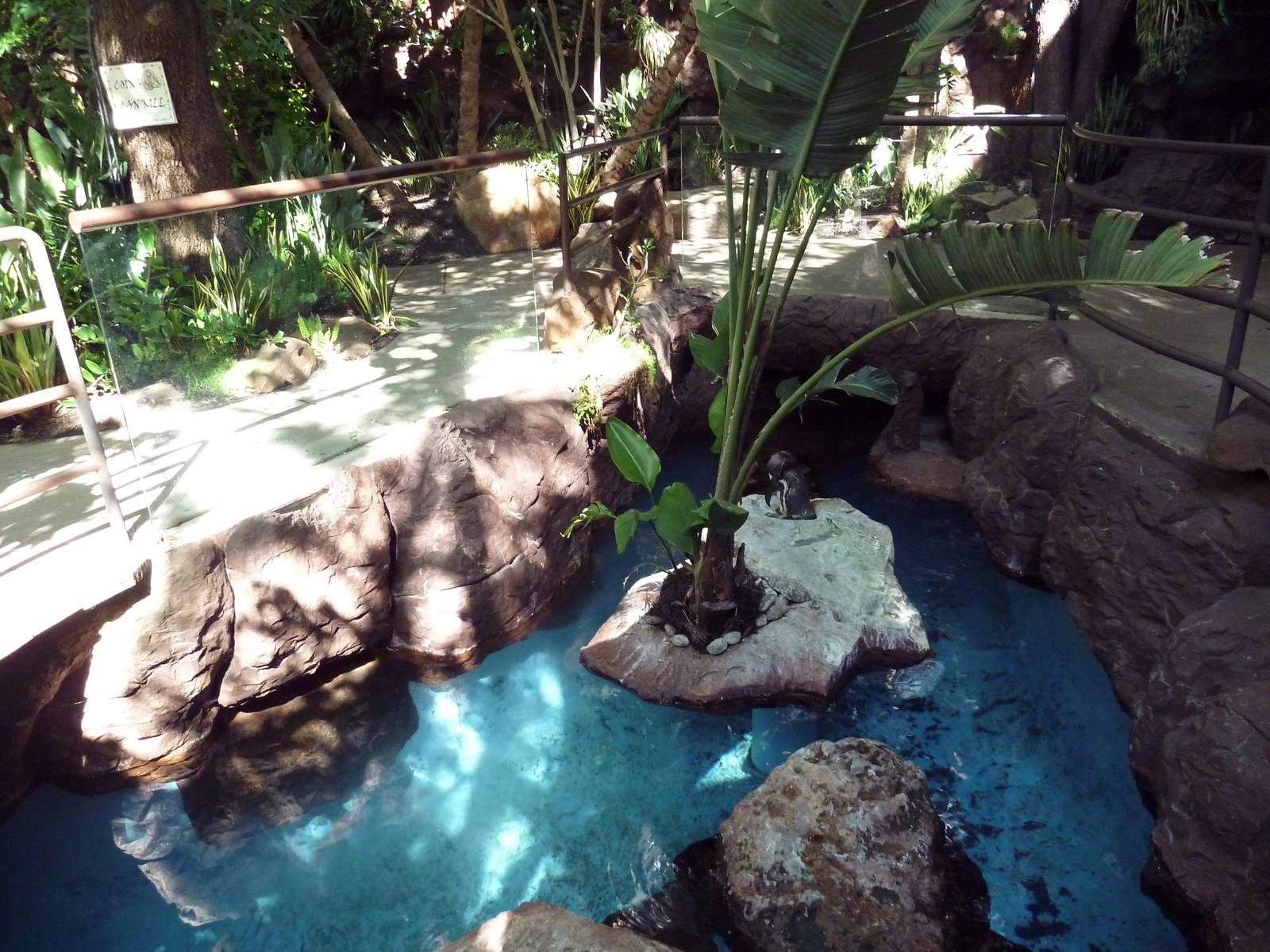 Black-Footed Penguin Exhibit