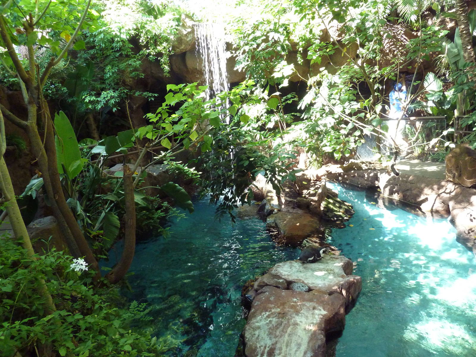 Black-Footed Penguin Exhibit
