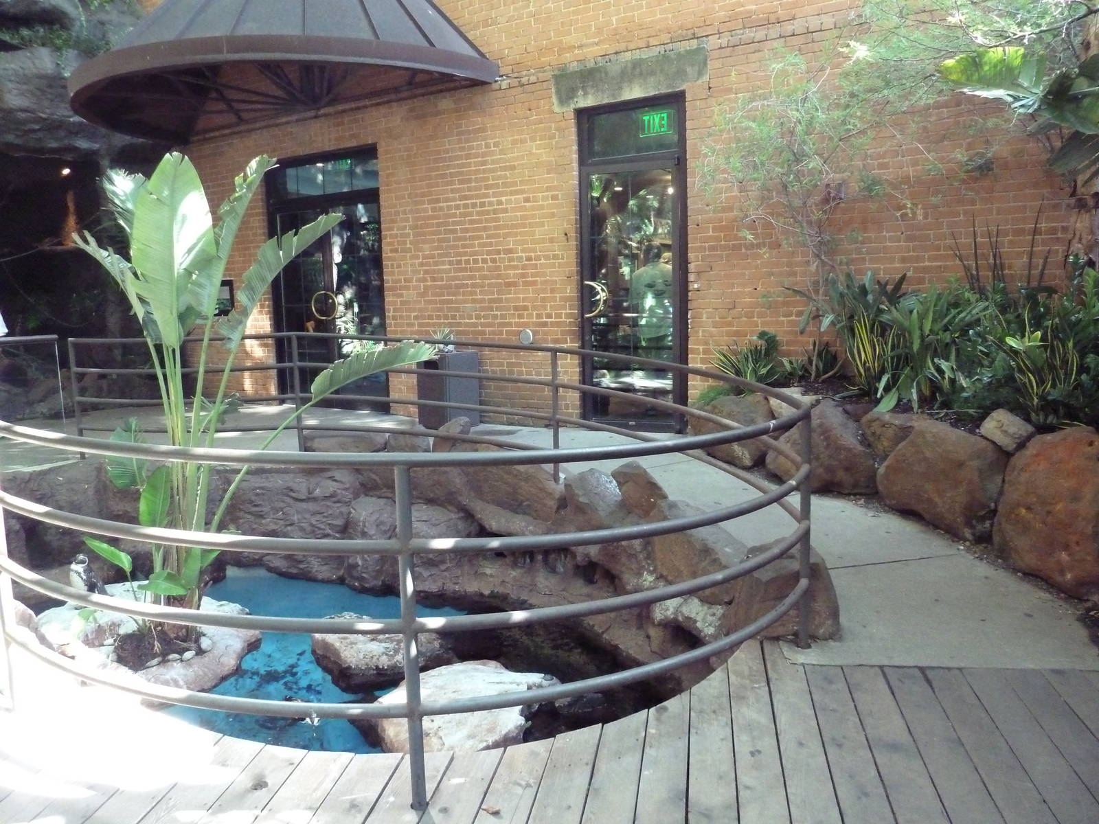 Black-Footed Penguin Exhibit