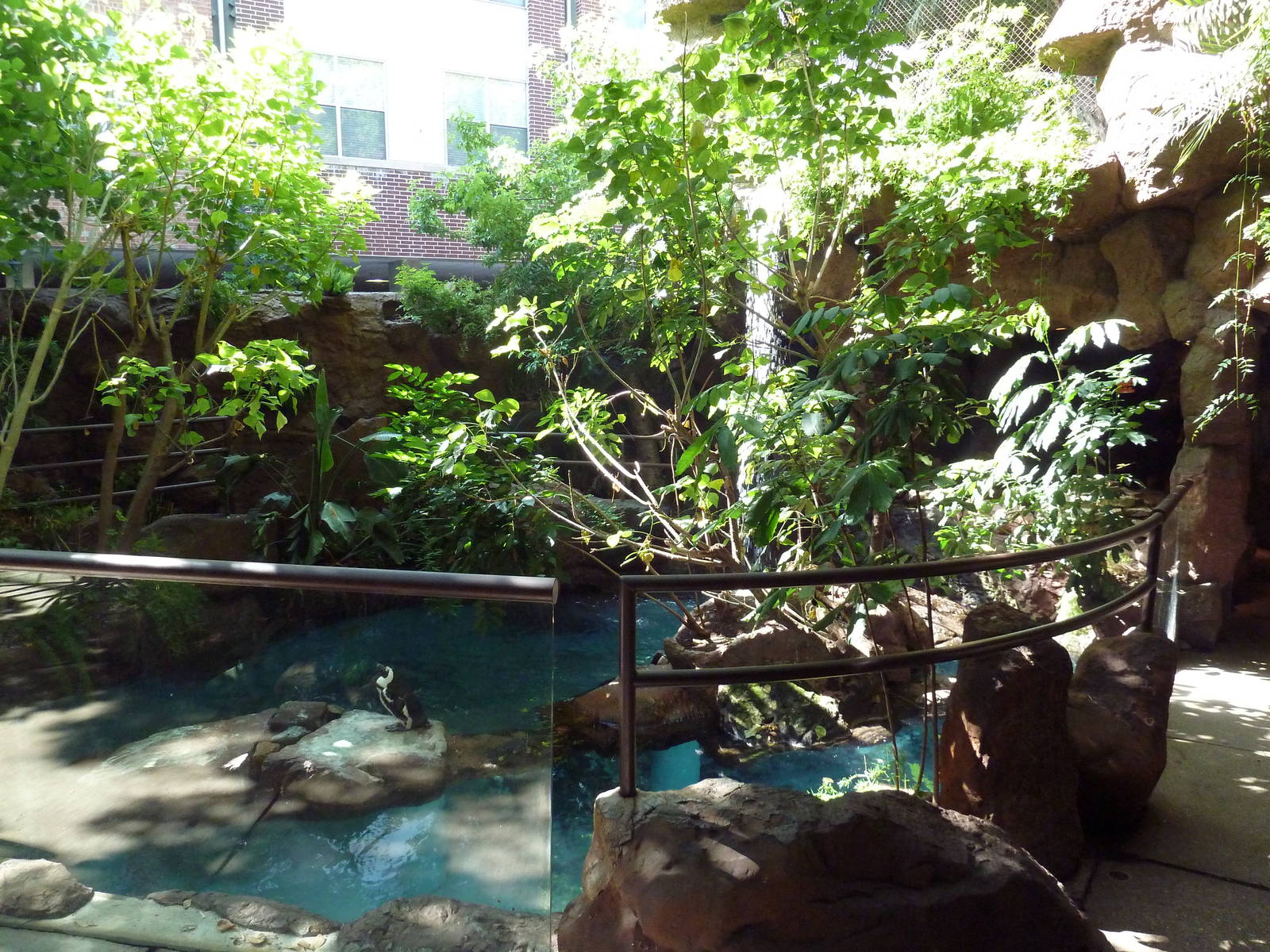 Black-Footed Penguin Exhibit