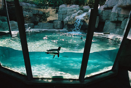 black footed penguin exhibit