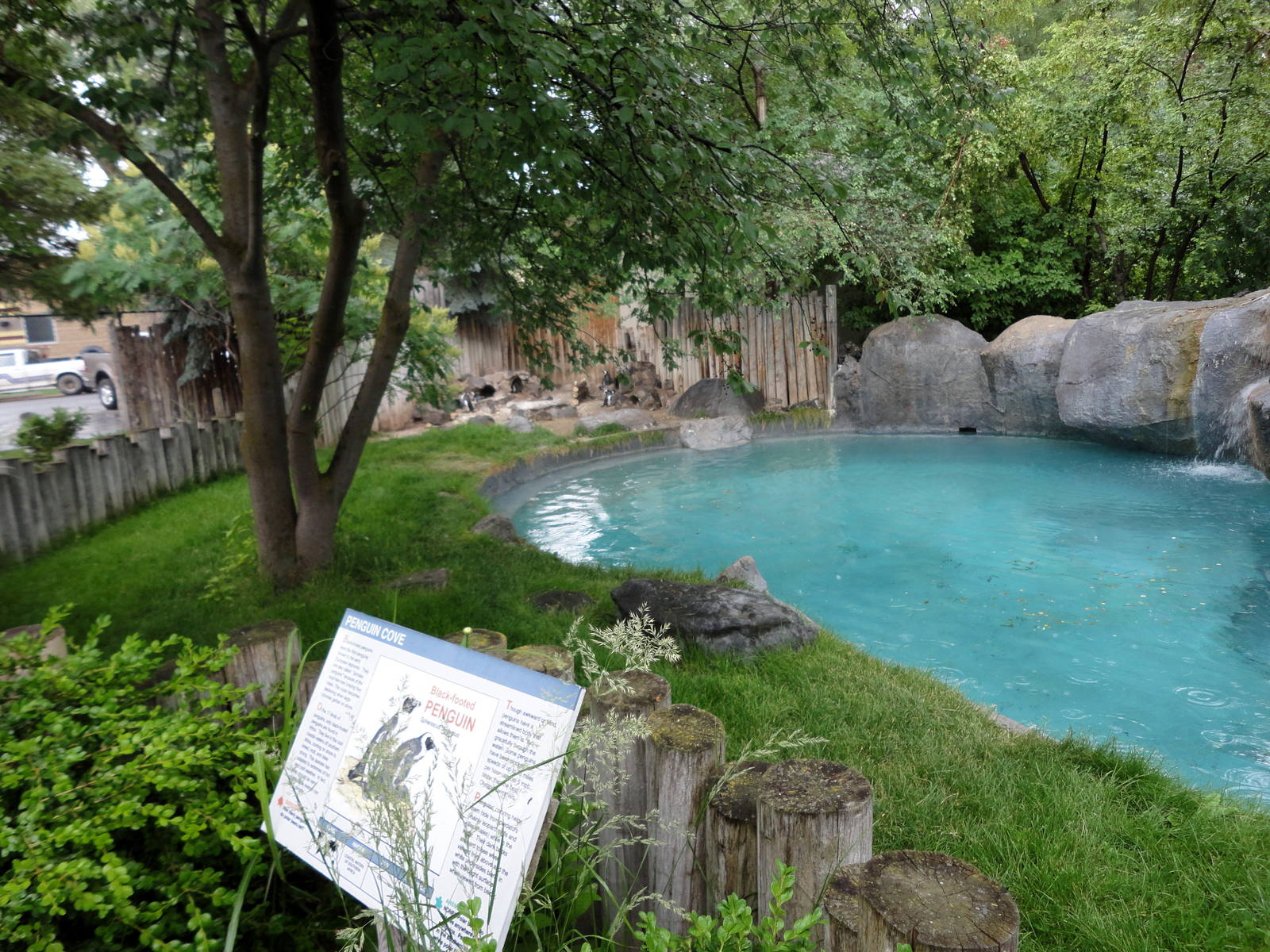 Black-footed Penguin Exhibit