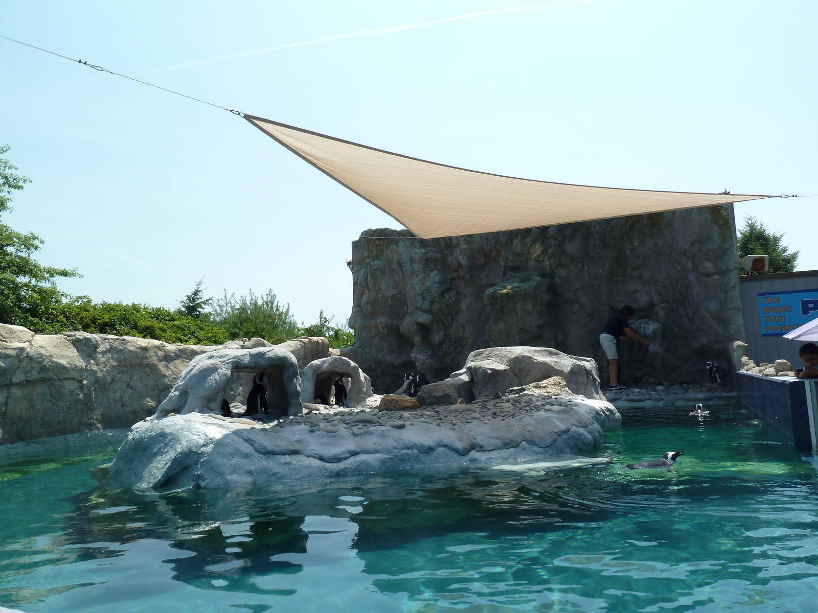 Black-Footed Penguin Exhibit