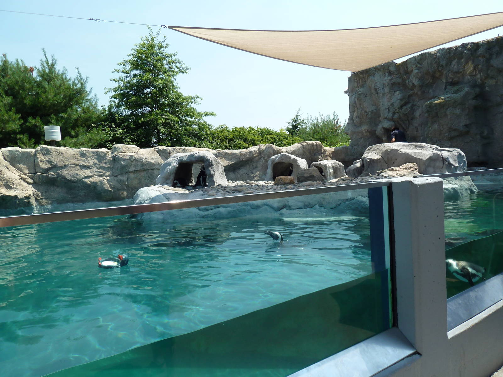 Black-Footed Penguin Exhibit