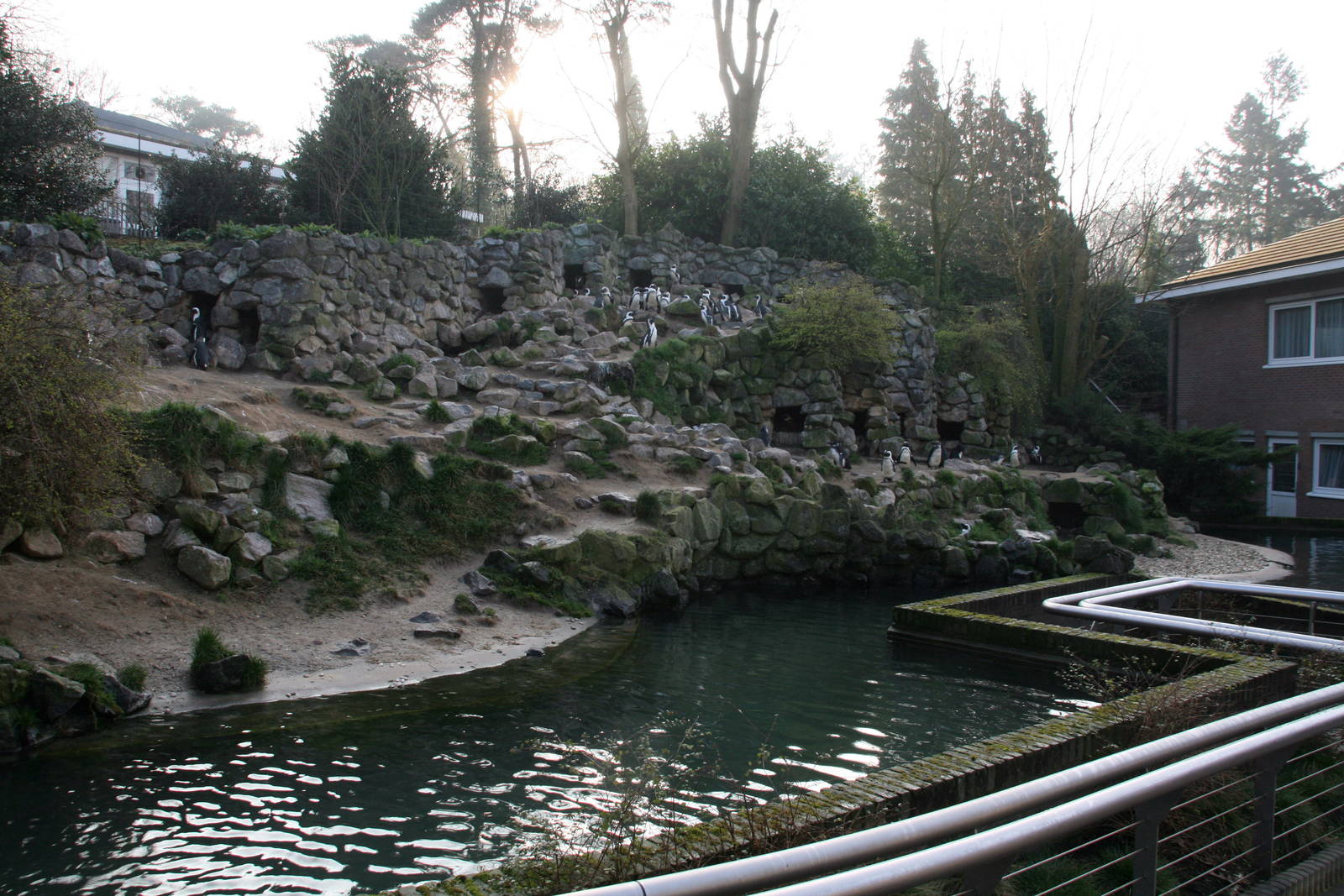 black-footed penguin exhibit