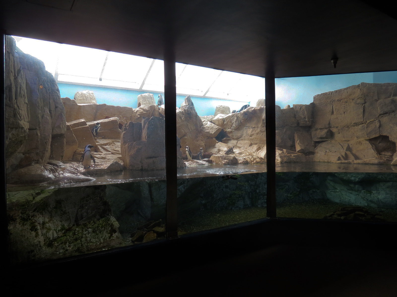 Black-footed Penguin Exhibit