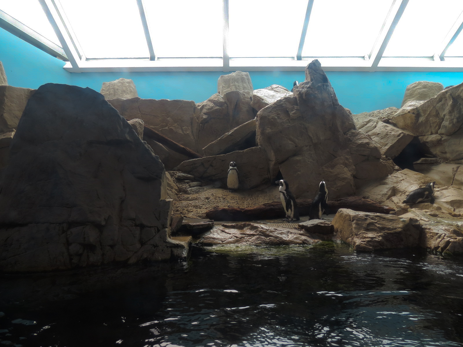 Black-footed Penguin Exhibit