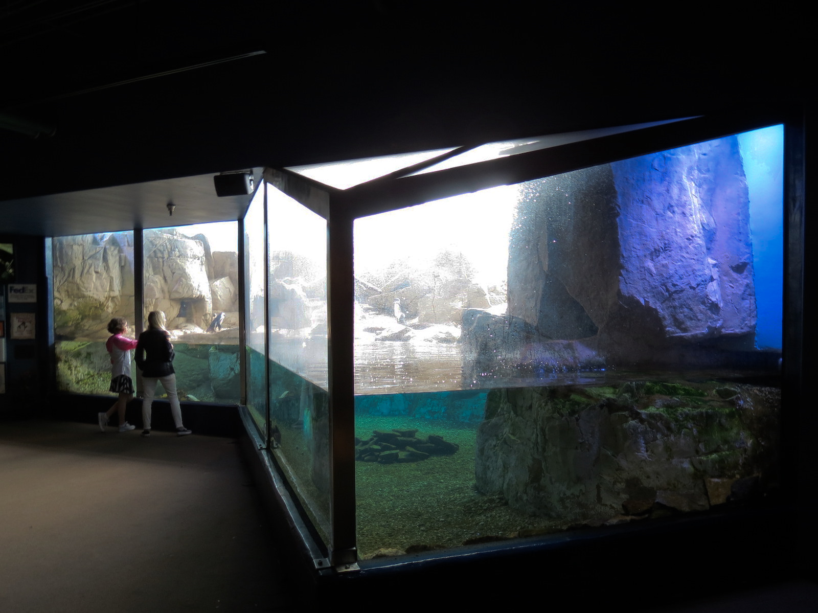 Black-footed Penguin Exhibit