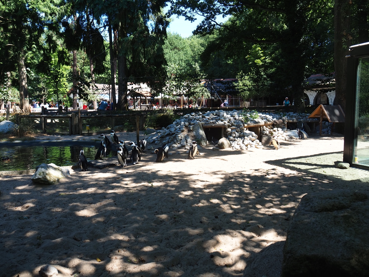Black-footed penguin exhibit