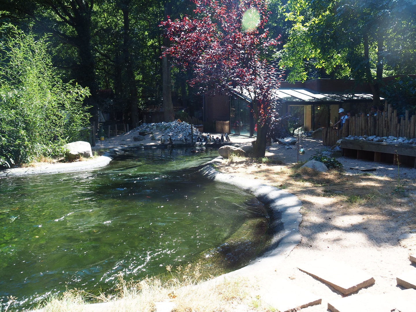 Black-footed penguin exhibit