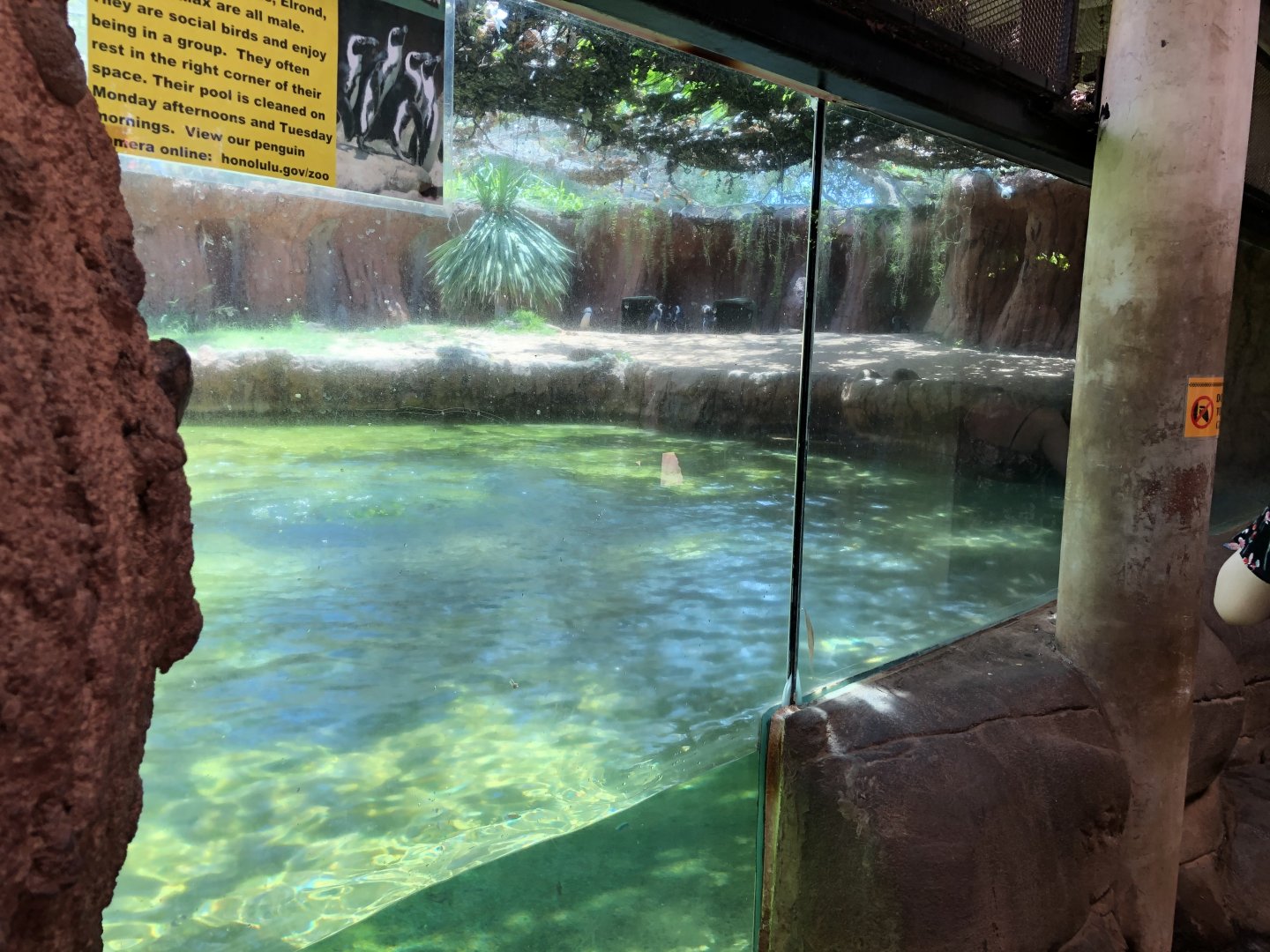 Black-footed penguin exhibit