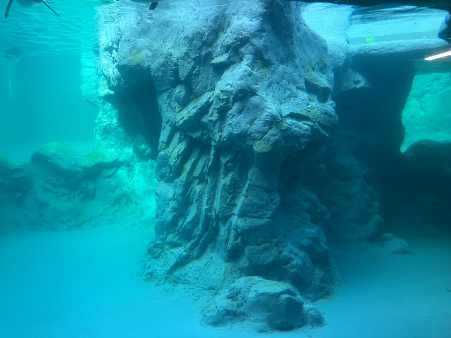 Black-Footed Penguin Exhibit