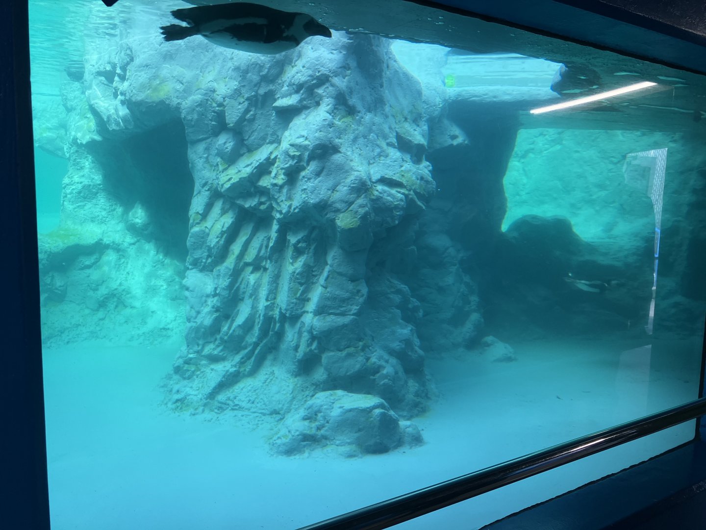 Black-Footed Penguin Exhibit