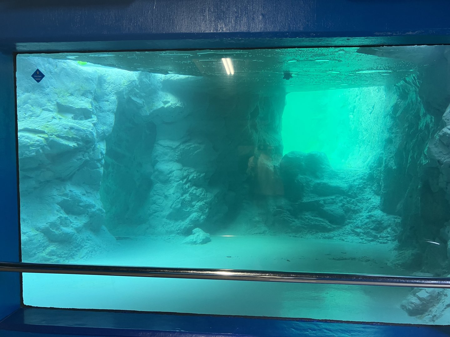 Black-Footed Penguin Exhibit