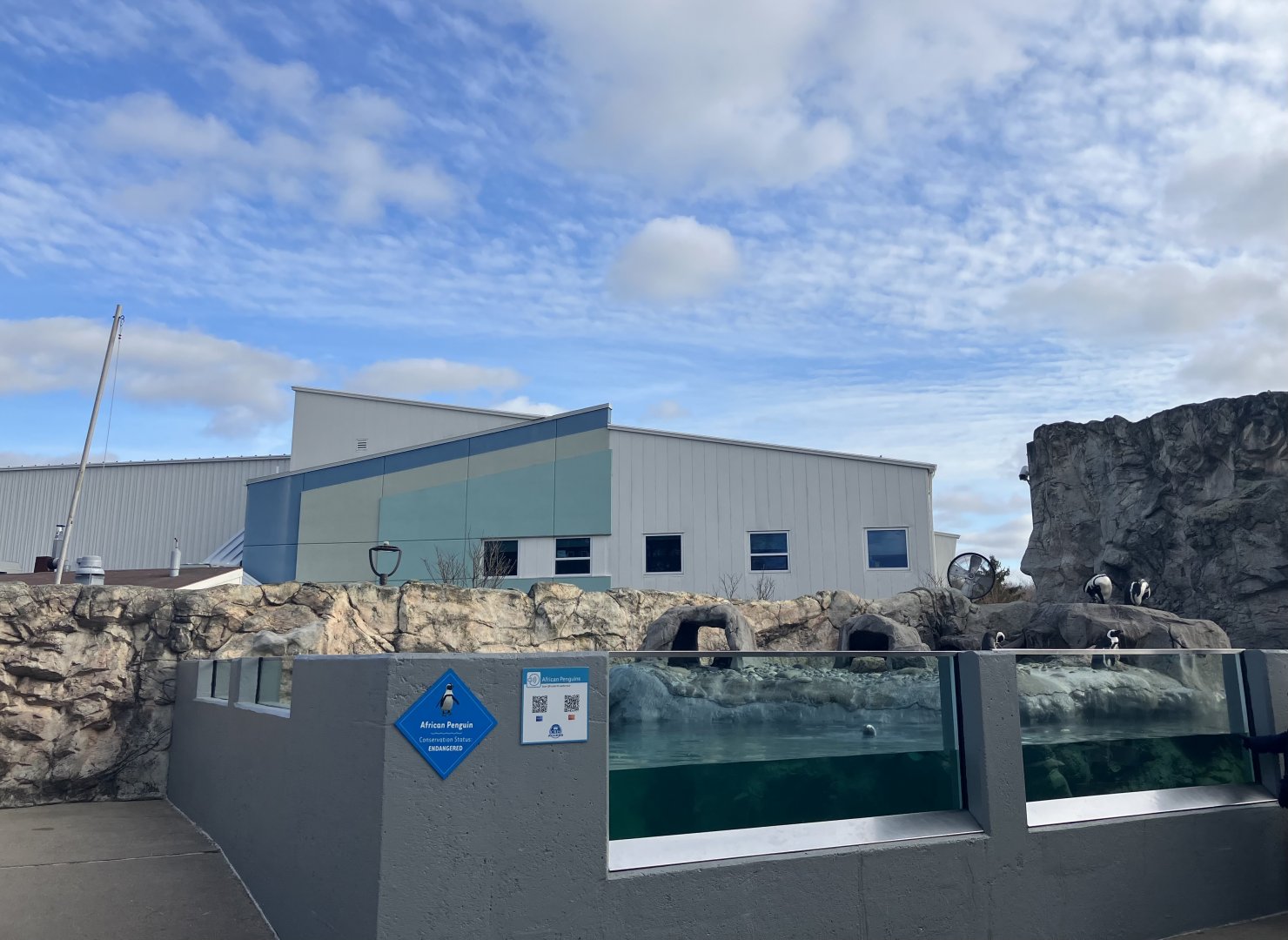 Black-Footed Penguin Exhibit