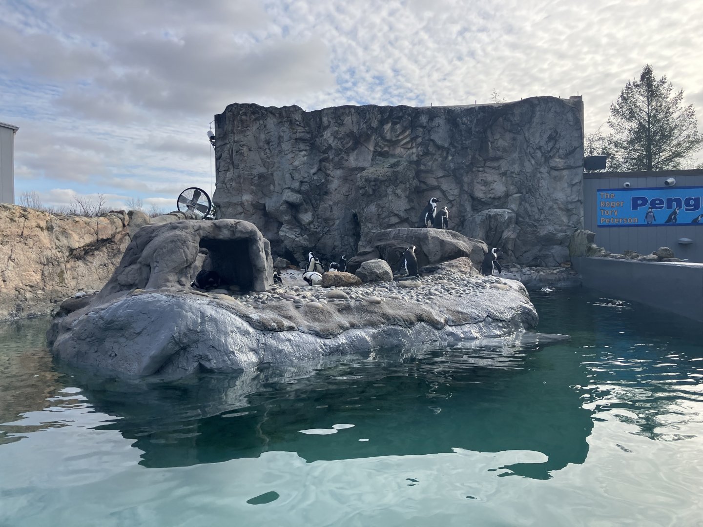 Black-Footed Penguin Exhibit