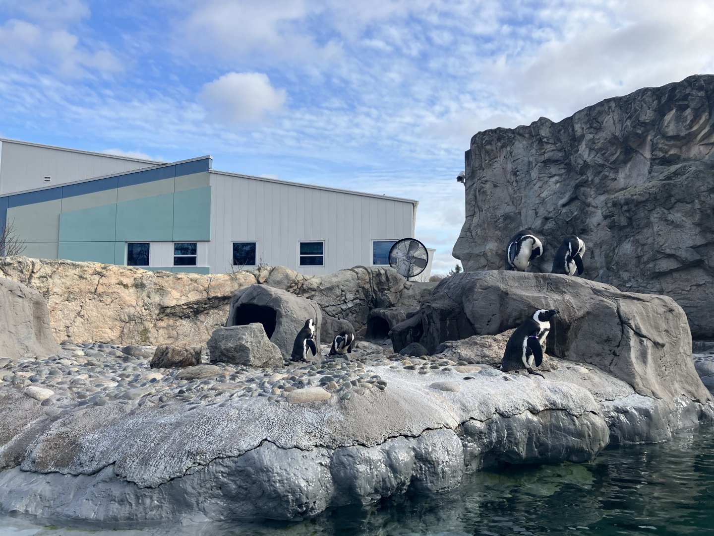 Black-Footed Penguin Exhibit