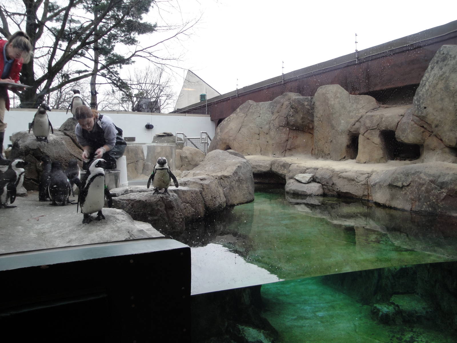 Black-footed Penguin Exhibit