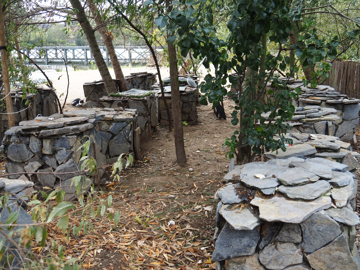 Black-footed penguin nesting rocks, 2019-10-04