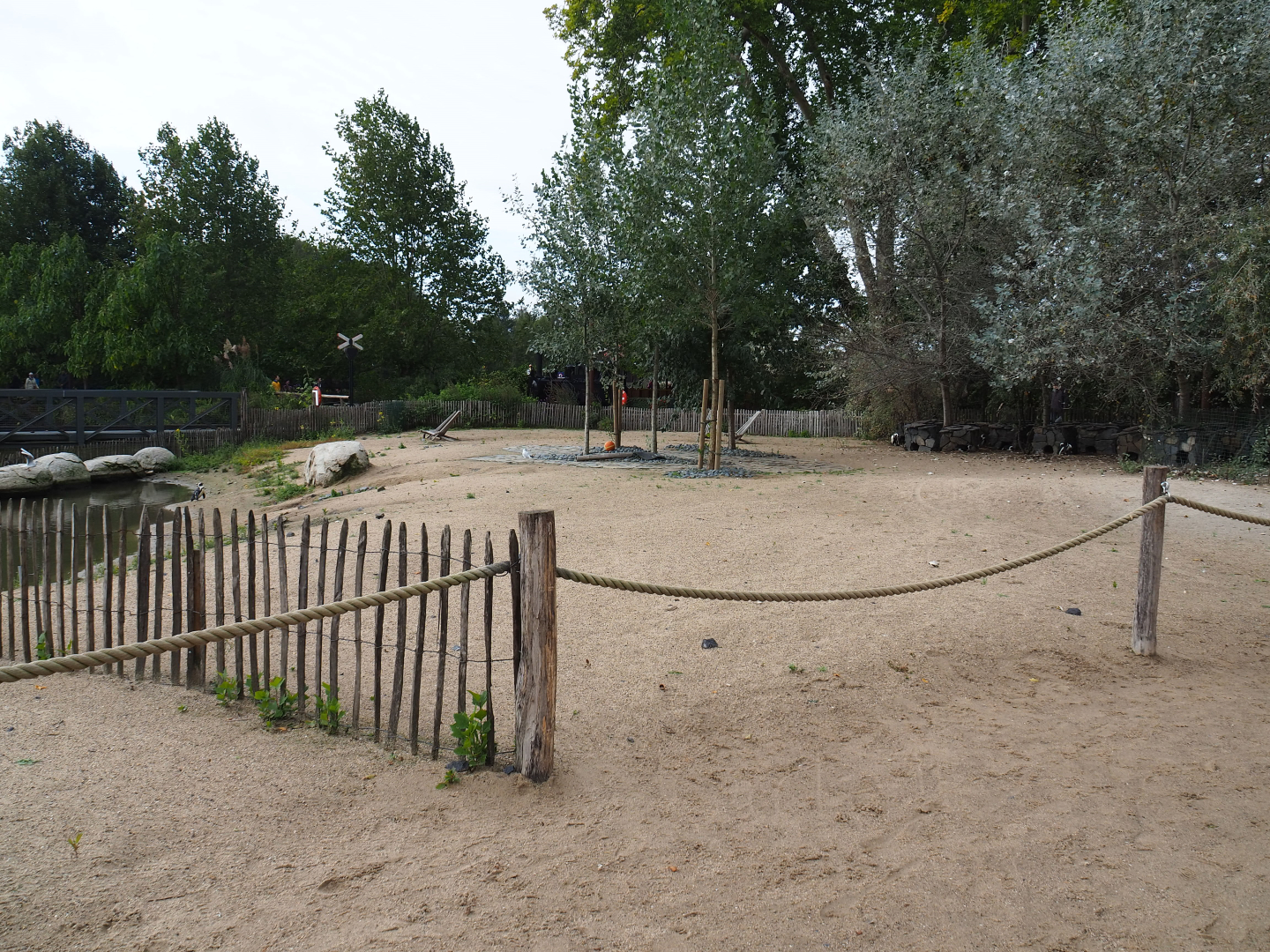 Black-footed penguin separation exhibit, 2019-10-04