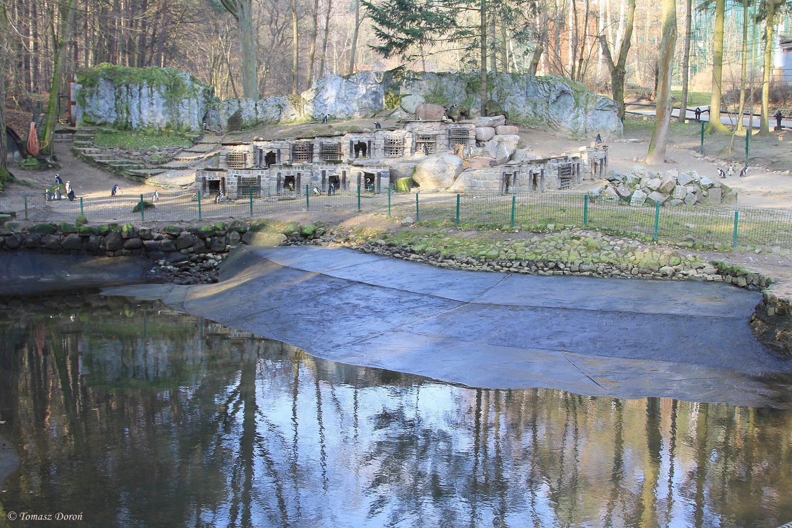 Black-footed Penguin (Spheniscus demersus) enclosure