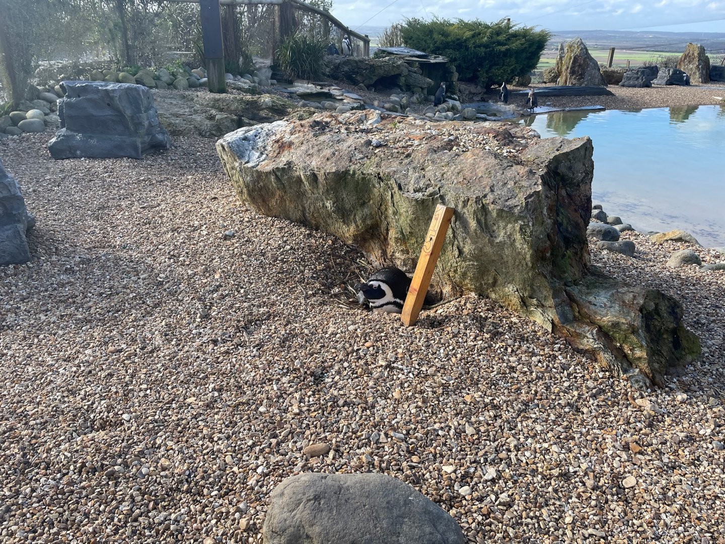 Black-footed Penguin, (Spheniscus demersus)