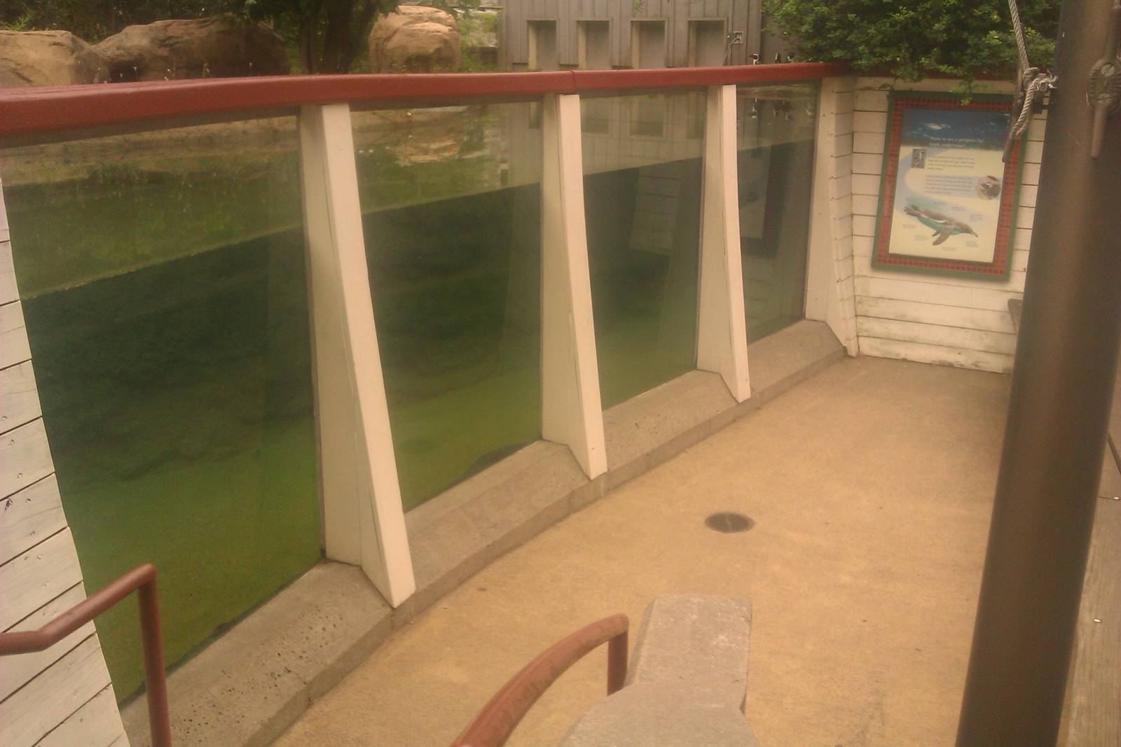 Black-Footed Penguin Underwater Viewing