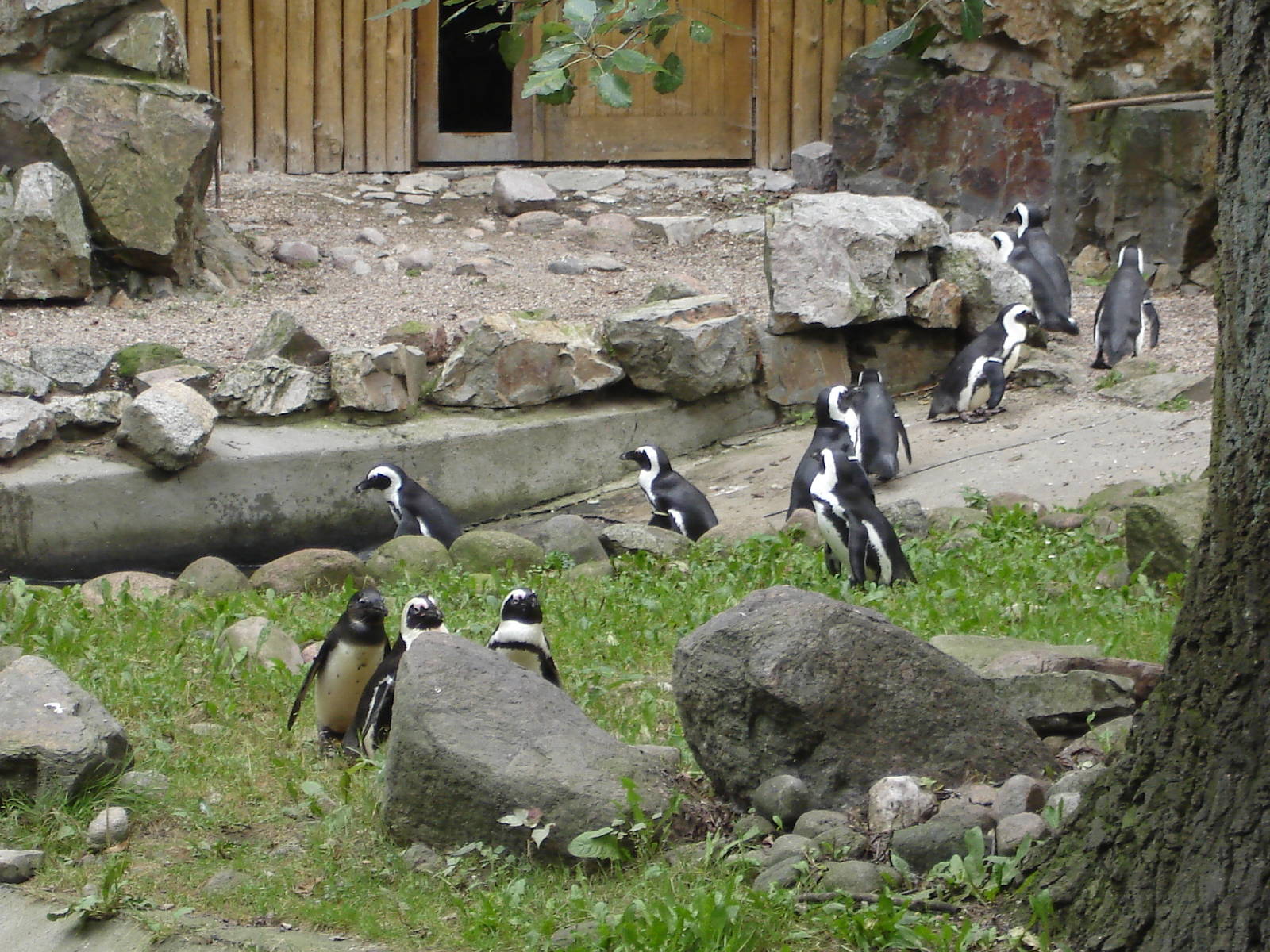 Black-footed Penguin