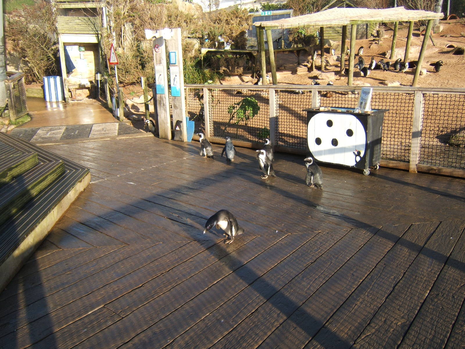 Black-footed Penguin