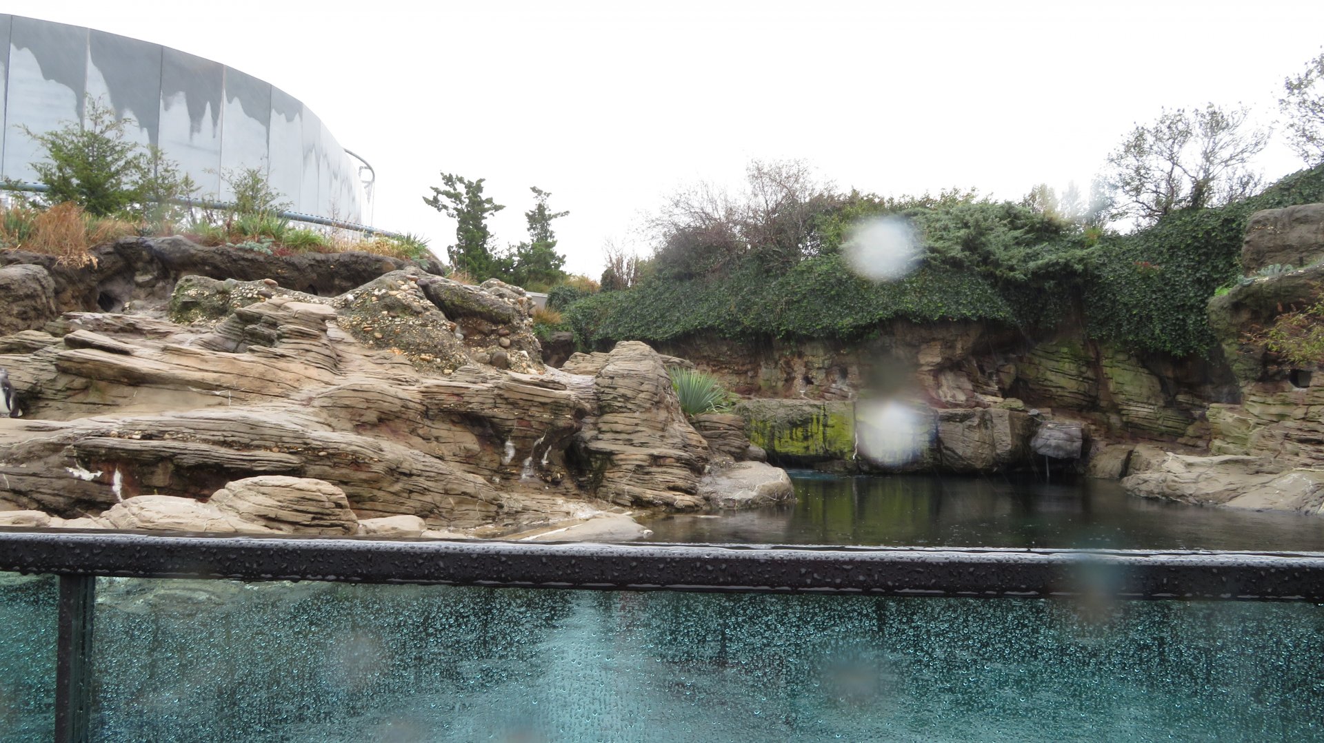 Black Footed Penguin