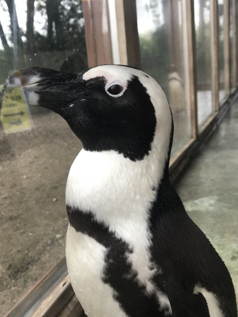 Black-Footed Penguin