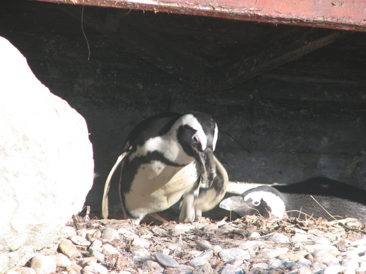 Black-footed penguin