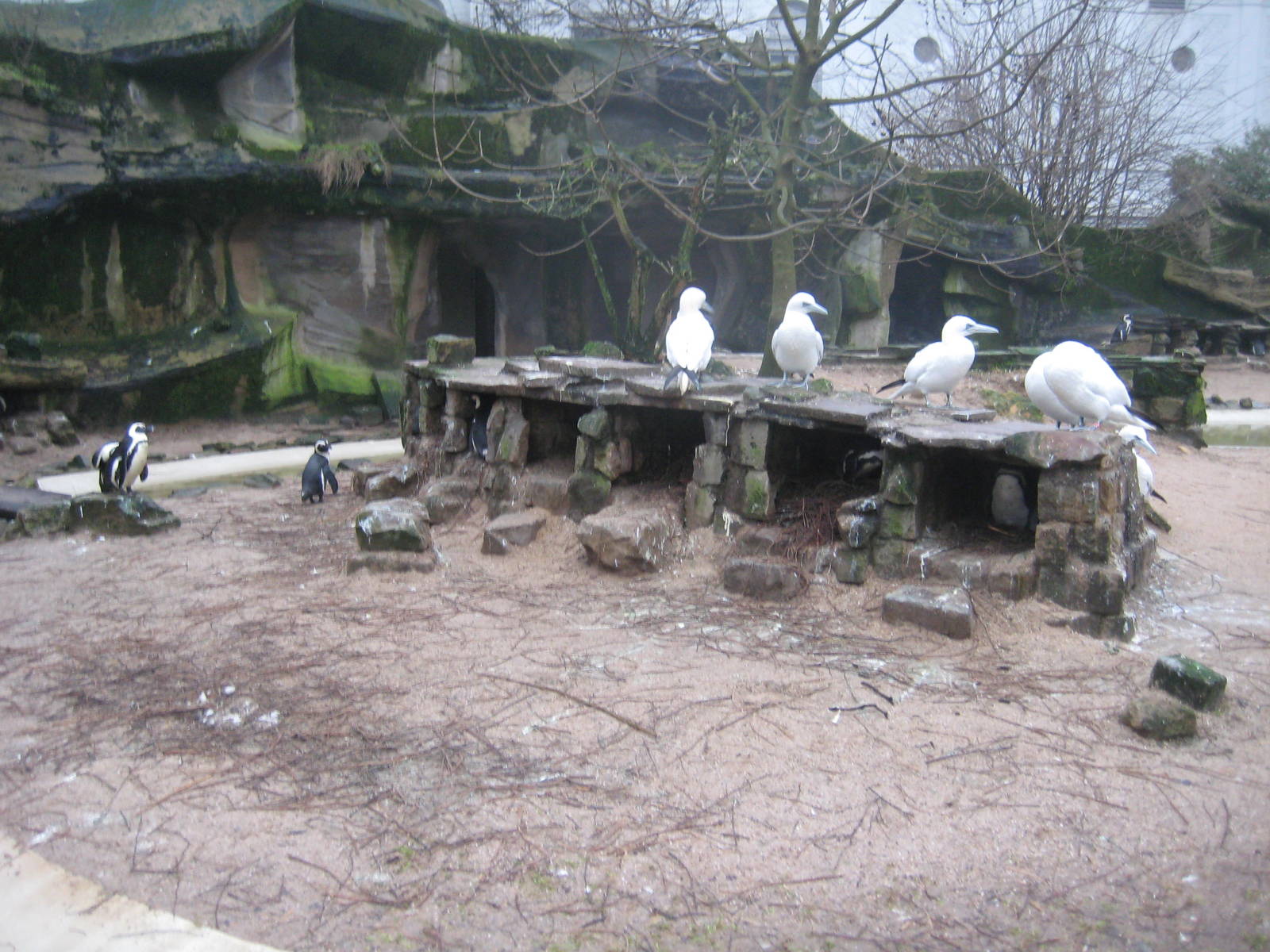 Black-footed penguins and cape gannets