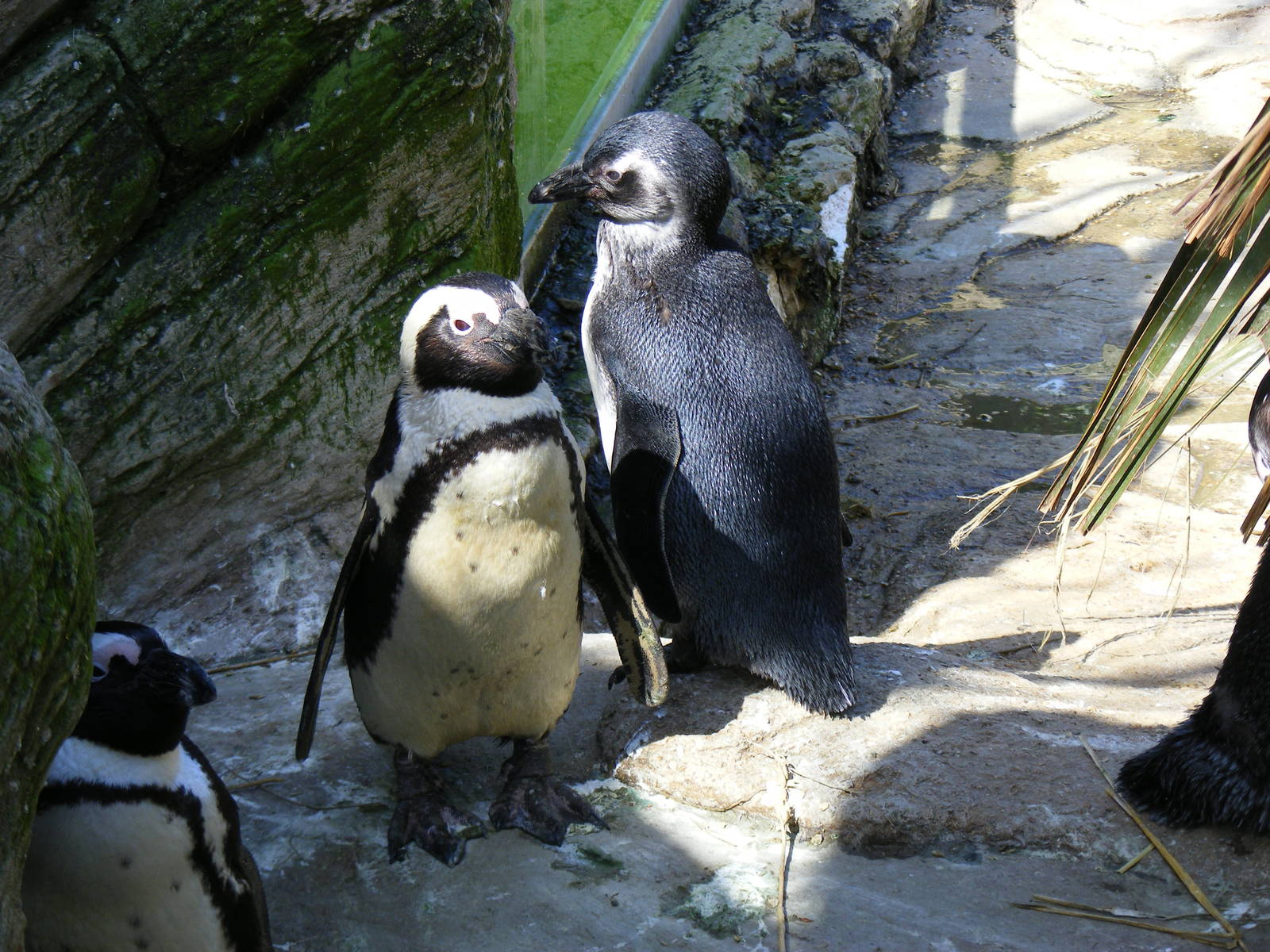 Black footed penguins at Amazon World, 5 April 2010