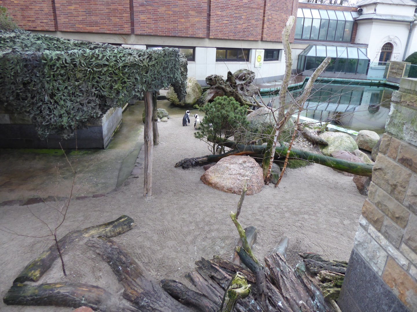 Black-footed penguins exhibit 280118