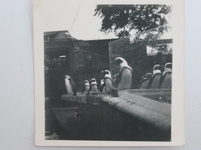 Black-footed Penguins (I think)