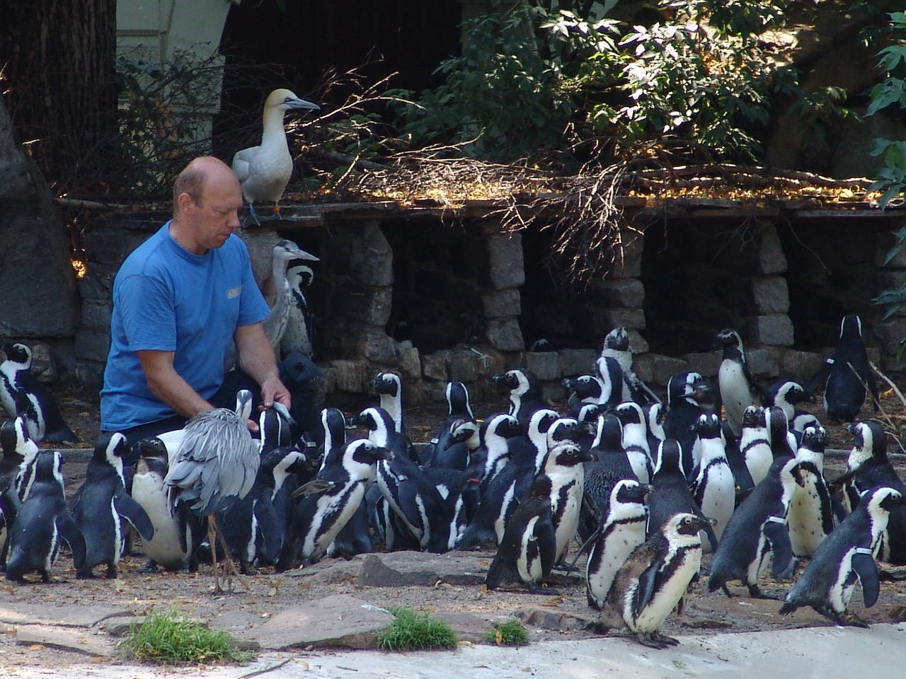 Black-footed Penguins (Spheniscus demersus) & Northern Gannets (Morus b