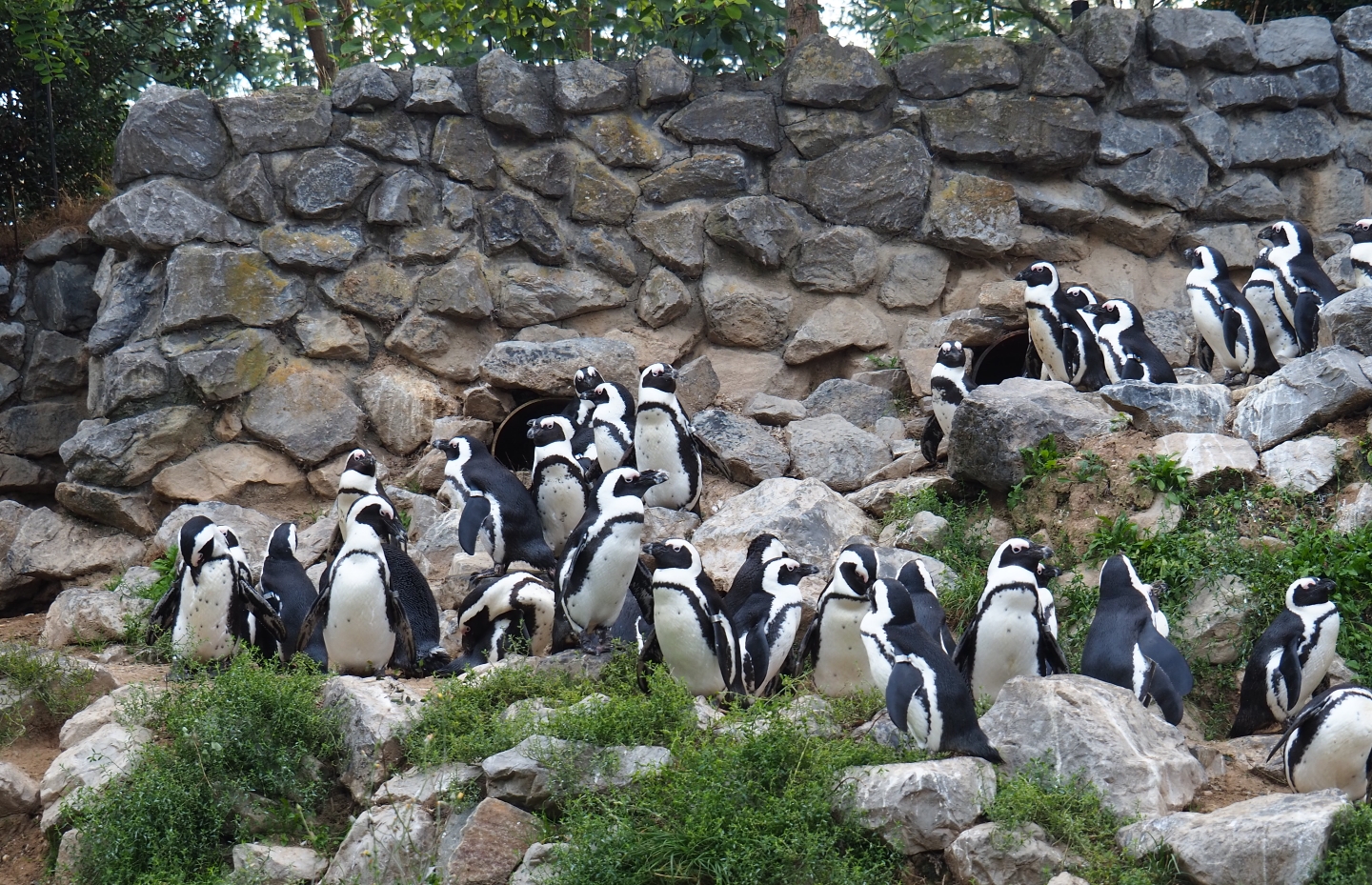 Black-footed penguins (Spheniscus demersus), Sep 16th, 2018