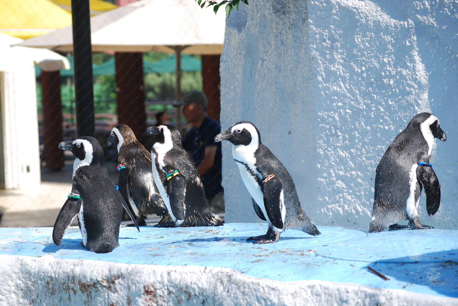 Black-footed penguins (Spheniscus demersus)