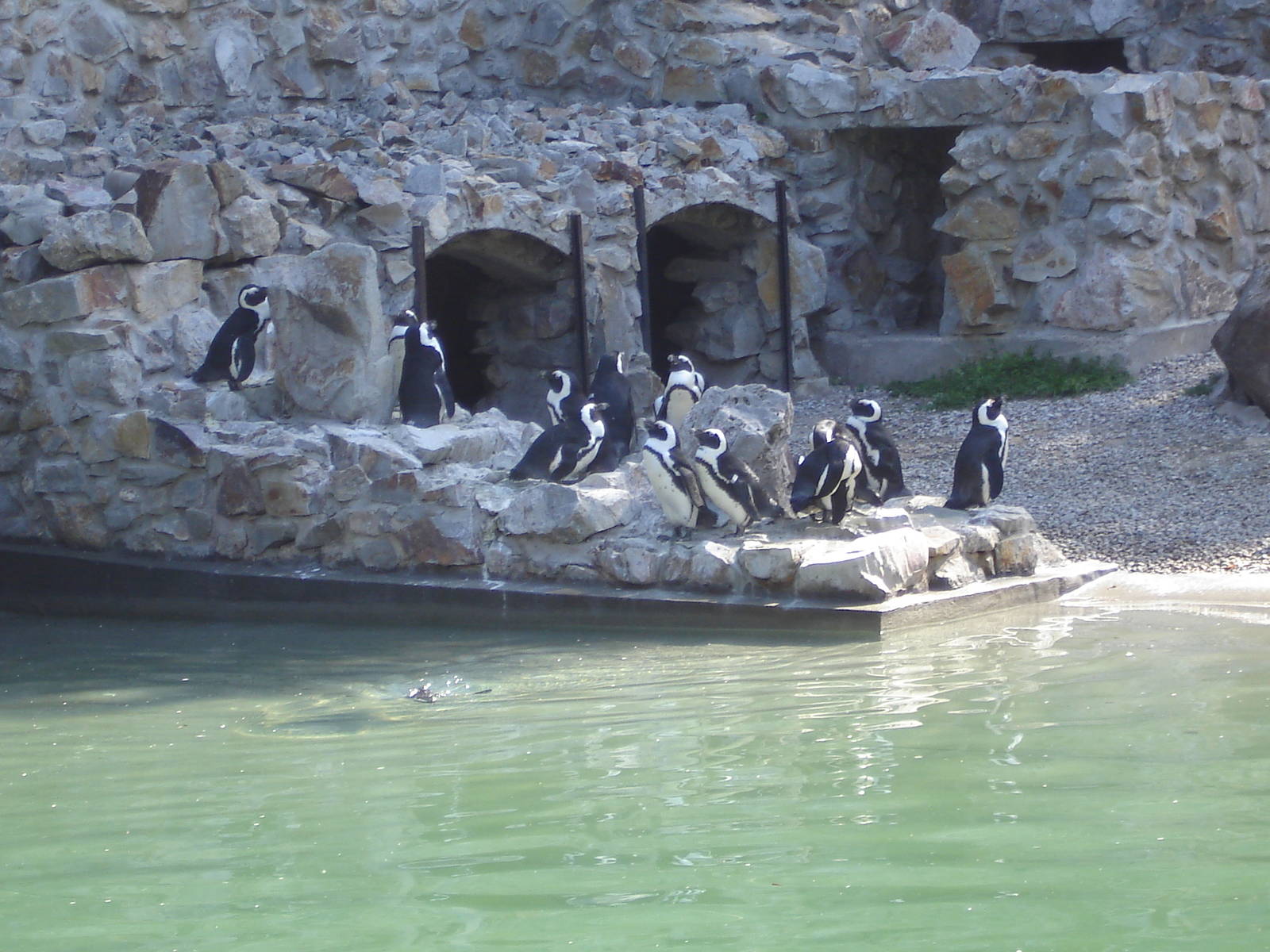 Black-footed Penguins